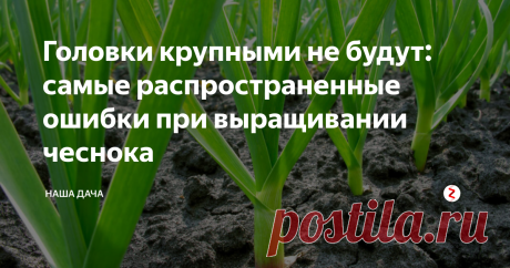 Головки крупными не будут: самые распространенные ошибки при выращивании чеснока Как говорится в известной поговорке, «Готовь сани летом». Иными словами, лучше сейчас, пока до сбора чеснока еще имеется запас времени, подсуетиться, чем потом кусать локти. В статье мы рассмотрим самые распространенные ошибки дачников при выращивании озимого чеснока, и некоторые из них еще есть шанс исправить.
