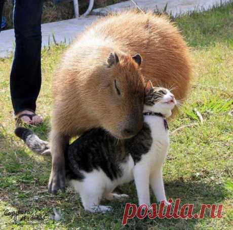 Котиков любят все | KotoMail.ru