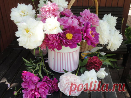 Лучшие пионы: 29 популярных сортов. Фото