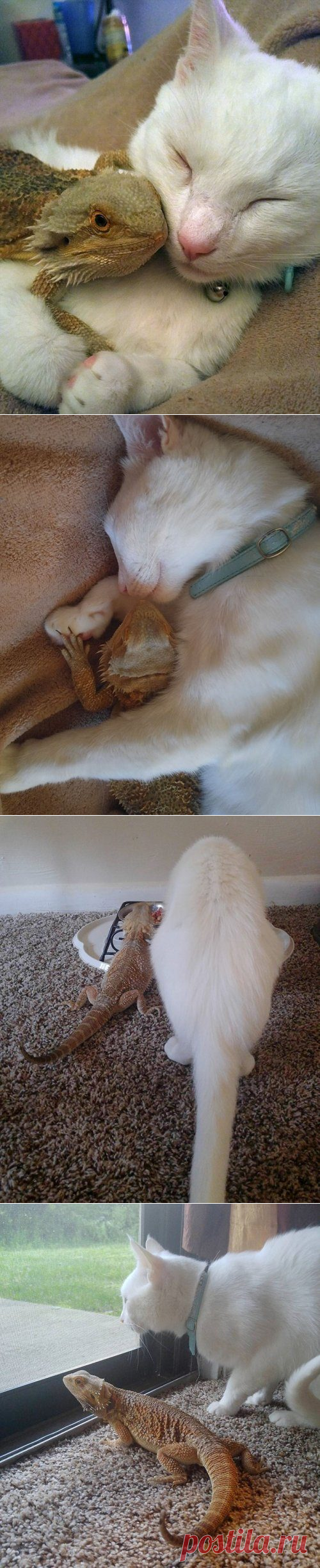 Дружба кота и бородатой агамы / Питомцы