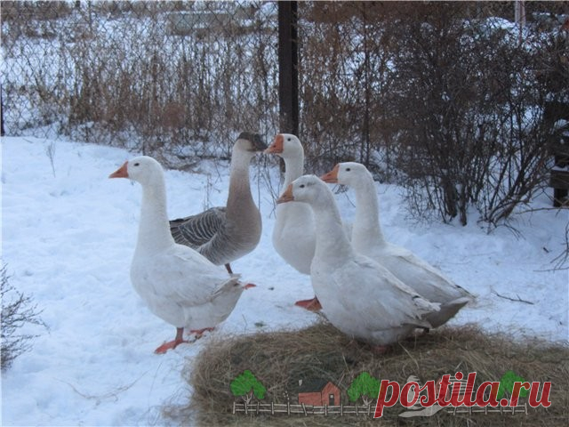 Содержание гусей зимой в домашних условиях: фото и видео