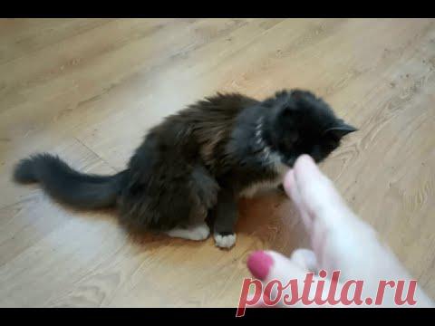 Очень смешная кошка! Падает по-ковбойски. Команда "Пух!"