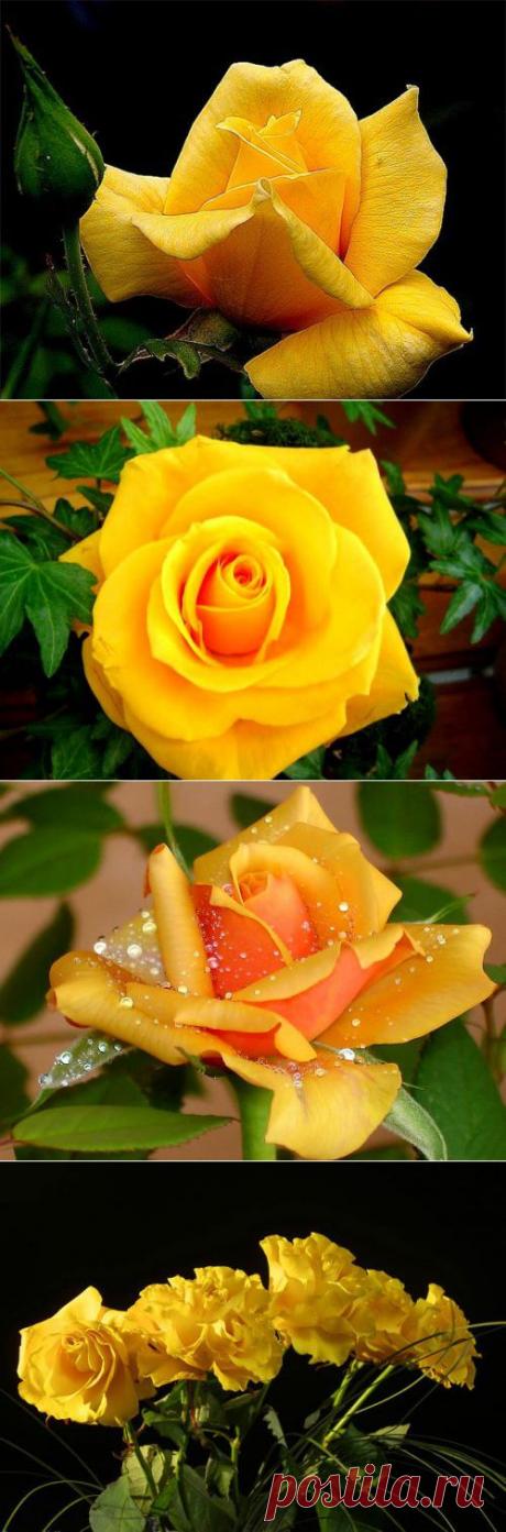 Роза желтого цвета: что она символизирует (красивые фото).