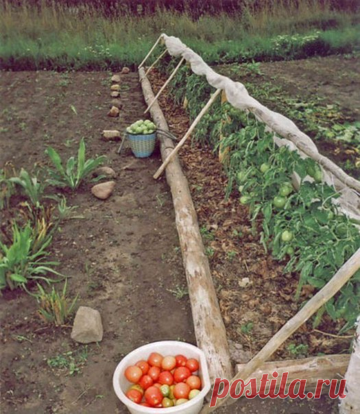 Дачный советник | ВКонтакте