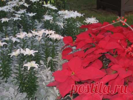 Сады Лонгвуда (Longwood Gardens)Пуансетии, орхидеи,цикламен и другая красота.