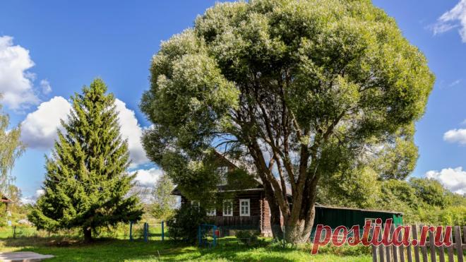 Какие деревья можно сажать возле дома, а какие не стоит | Полезные советы на все случаи жизни