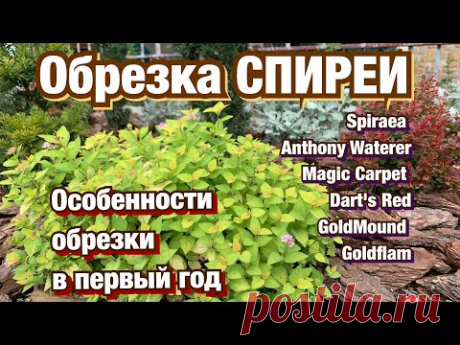 ОБРЕЗКА СПИРЕИ.  Стрижка спиреи японской после цветения.