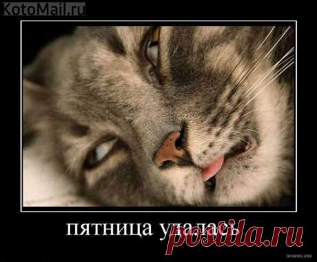 Греюсь! | KotoMail.ru
