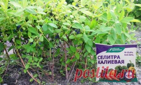 Чем лучше подкормить жимолость весной, летом и осенью: как и сколько вносить удобрений