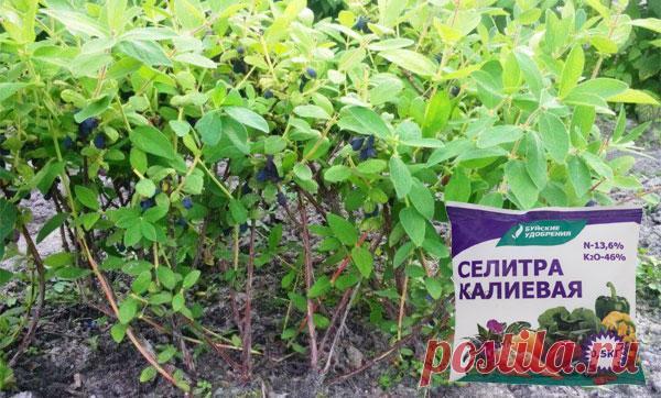 Чем лучше подкормить жимолость весной, летом и осенью: как и сколько вносить удобрений