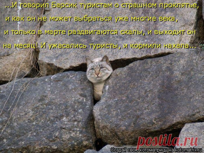 Лучшие котоматрицы недели (50 фото)