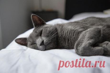 Фото спящего в необычной позе кота на фабрике в Таиланде стали вирусными в сети