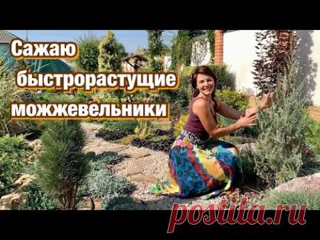 САЖАЮ БЫСТРОРАСТУЩИЕ МОЖЖЕВЕЛЬНИКИ. Ландшафтный дизайн  своими руками.