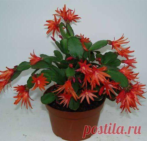 Цветок декабрист: уход и содержание