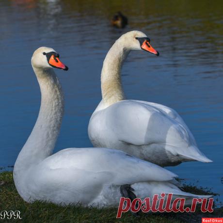 Фото: Побудка. Фотограф-анималист Павел Петрович Руденко. Фото животных - Фотосайт Расфокус.ру