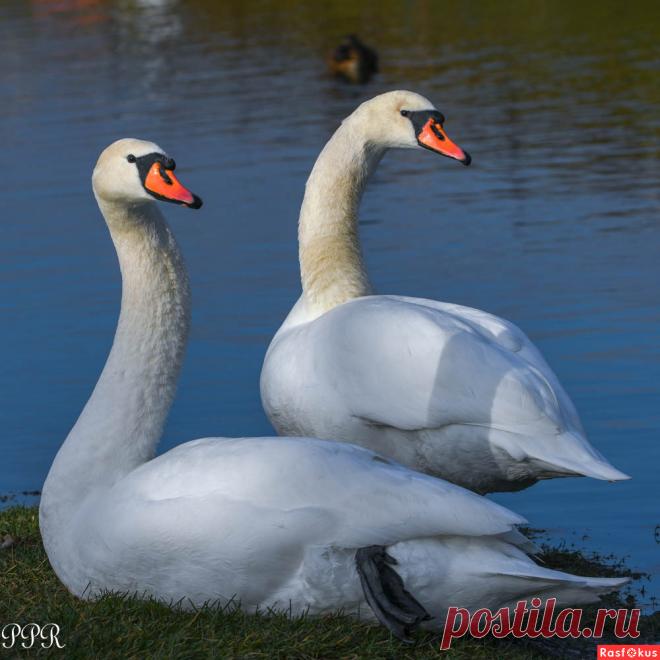 Фото: Побудка. Фотограф-анималист Павел Петрович Руденко. Фото животных - Фотосайт Расфокус.ру