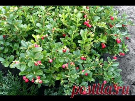 Брусника обыкновенная (Vaccinium vitis idaea)