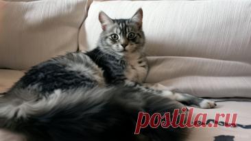 Спасти Мурзика - OGADANIE.RU