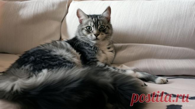 Спасти Мурзика - OGADANIE.RU