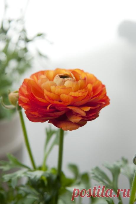 orange-ranunculus.jpg (700×1052)