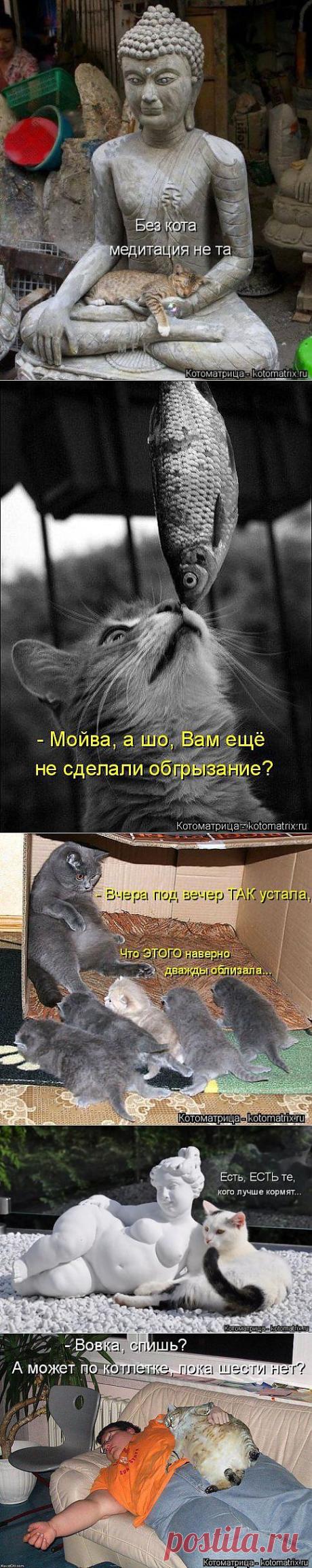 (+1) тема - Котоматрица | ОБОРЖАКА ;)