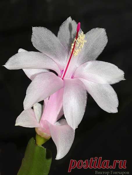 💖 🌙 📷 #Виктор_Гончаров