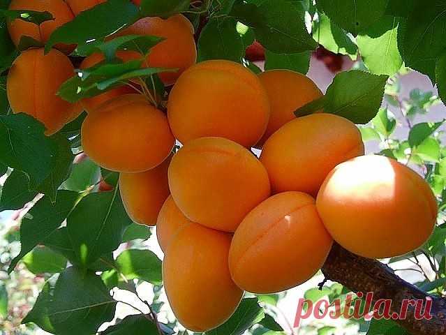 Самые вкусные и полезные - абрикосы прямо с ветки !