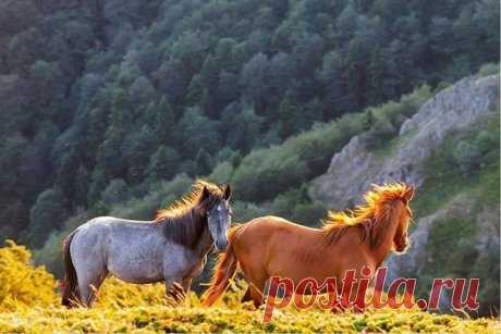 Флария )
Россия, Россия