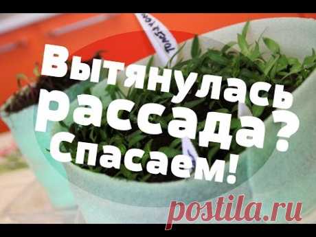 Вытянулась рассада. Что делать? Ответ прост.(03.03.2016 г.)