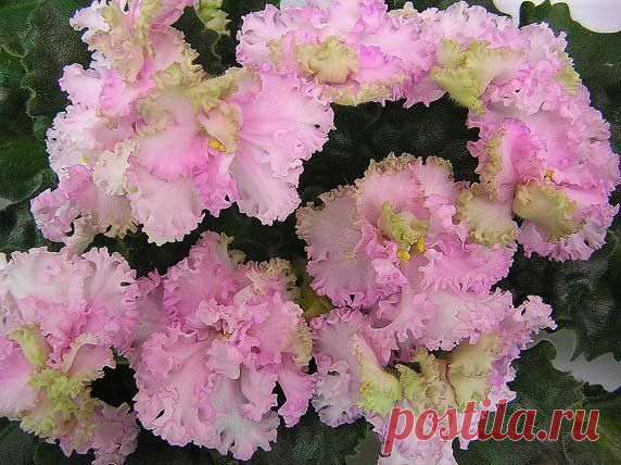 Фиалка Rosie Ruffles: описание и фото цветка