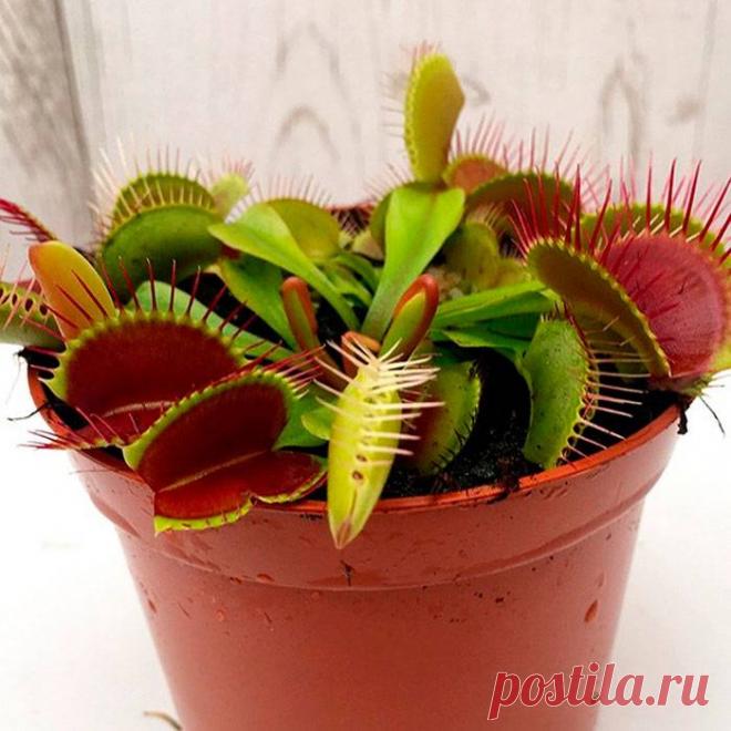 Как ухаживать за венериной мухоловкой дома сад и огород Всё про чистку вещей, дома и офиса. Как почистить квартиру, машину, золото, серебро, дом, мех, зеркало и многое другое...