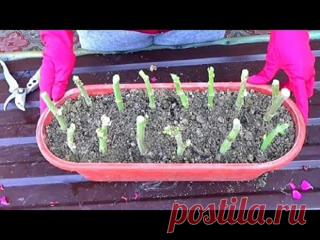 Герань(пеларгония). Осенняя обрезка, Посадка, Черенкование. Как сохраняю герань до весны