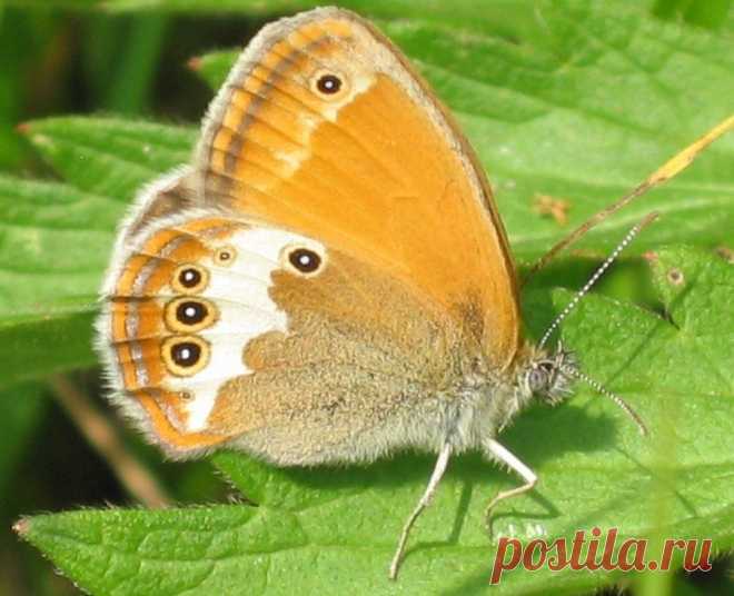 Сенница Аркания (Coenonympha arcania) - бабочка из семейства бархатниц.
