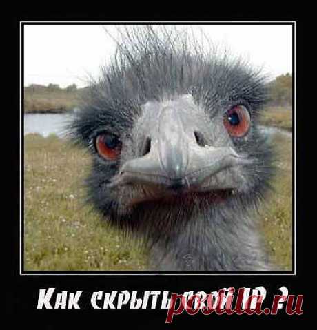 Как скрыть IP адрес и что для этого нужно | Польза-24