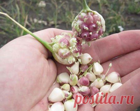 (10) Одноклассники