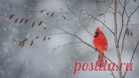 Красный кардинал (Cardinalis cardinalis) 

Автор: Ed Post