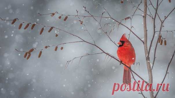Красный кардинал (Cardinalis cardinalis) 

Автор: Ed Post