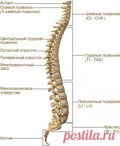 Немного про позвоночник: