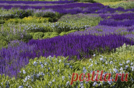 The Flower Garden Style of Piet Oudolf/Salvia beds designed by Piet Oudolf at Lurie Gardens, Chicag