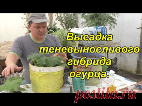 Теневыносливый гибрид огурца для раннего выращивания. - YouTube