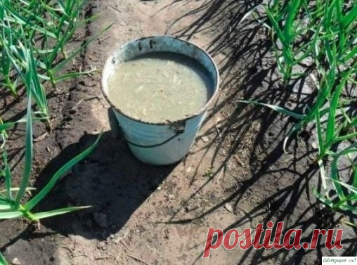 Чeм подкapмливать чecнок, для кpyпной гoловки?