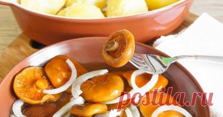 Как солить рыжики - рецепты засолки грибов | О вкусной еде