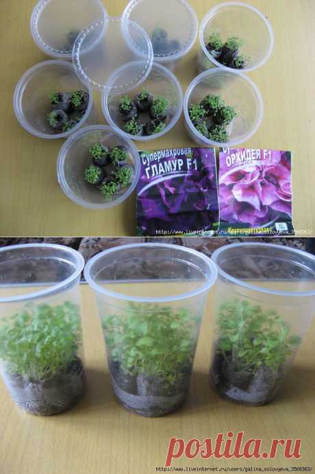 Без заголовка.