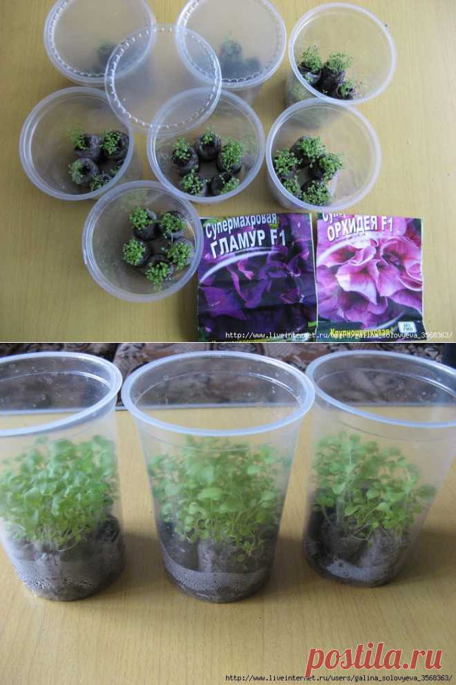 Без заголовка.