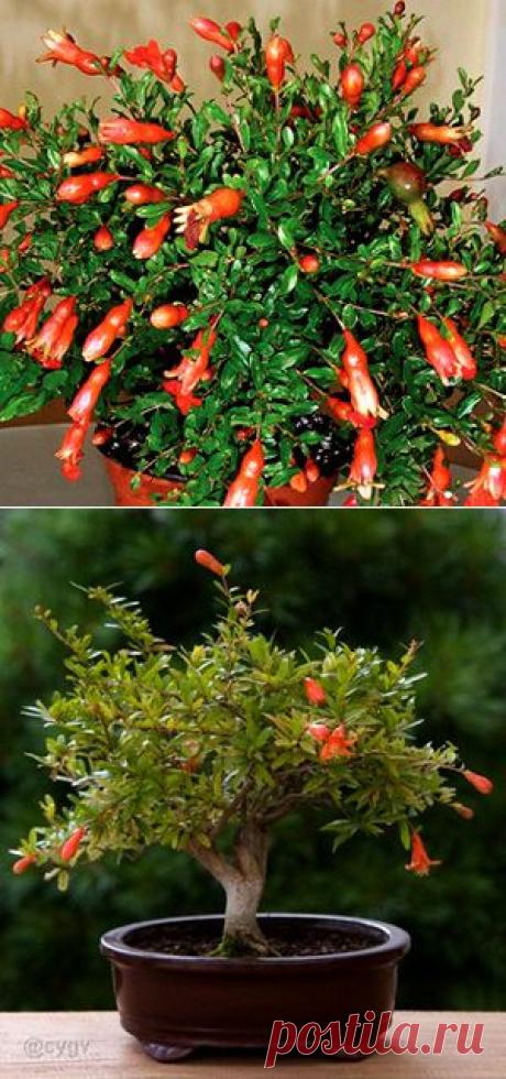 Гранат комнатный. Гранат карликовый (комнатный): уход, обрезка, размножение, сорта, выращивание в домашних условиях