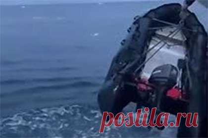 Разъяренная моржиха атаковала лодку россиян, пробила ее и попала на видео. Моржиха атаковала лодку россиян, пробила ее бивнями и попала на видео. Запись инцидента публикует портал «Север Пост». На выложенных кадрах видно, как животное выпрыгивает из воды, чтобы достать бивнями прикрепленную к судну надувную лодку и пробивает ее. После этого разъяренная моржиха издает агрессивные звуки.