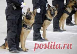 Её псевдоним Amber Rose, но реальная фамилия ЛЕВОНЧУК!!! | Крутой облом