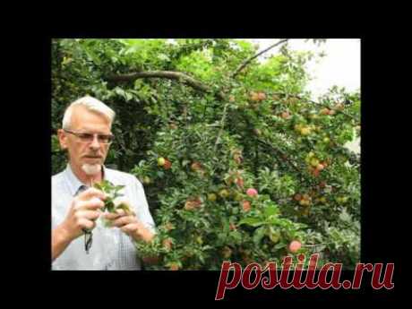 Как размножать плодовые деревья.
