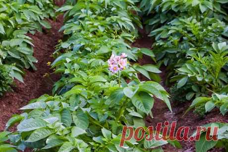 Тонкости окучивания картофеля для богатого урожая