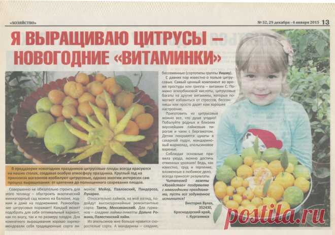 Какие цитрусовые можно вырастить в домашних условиях